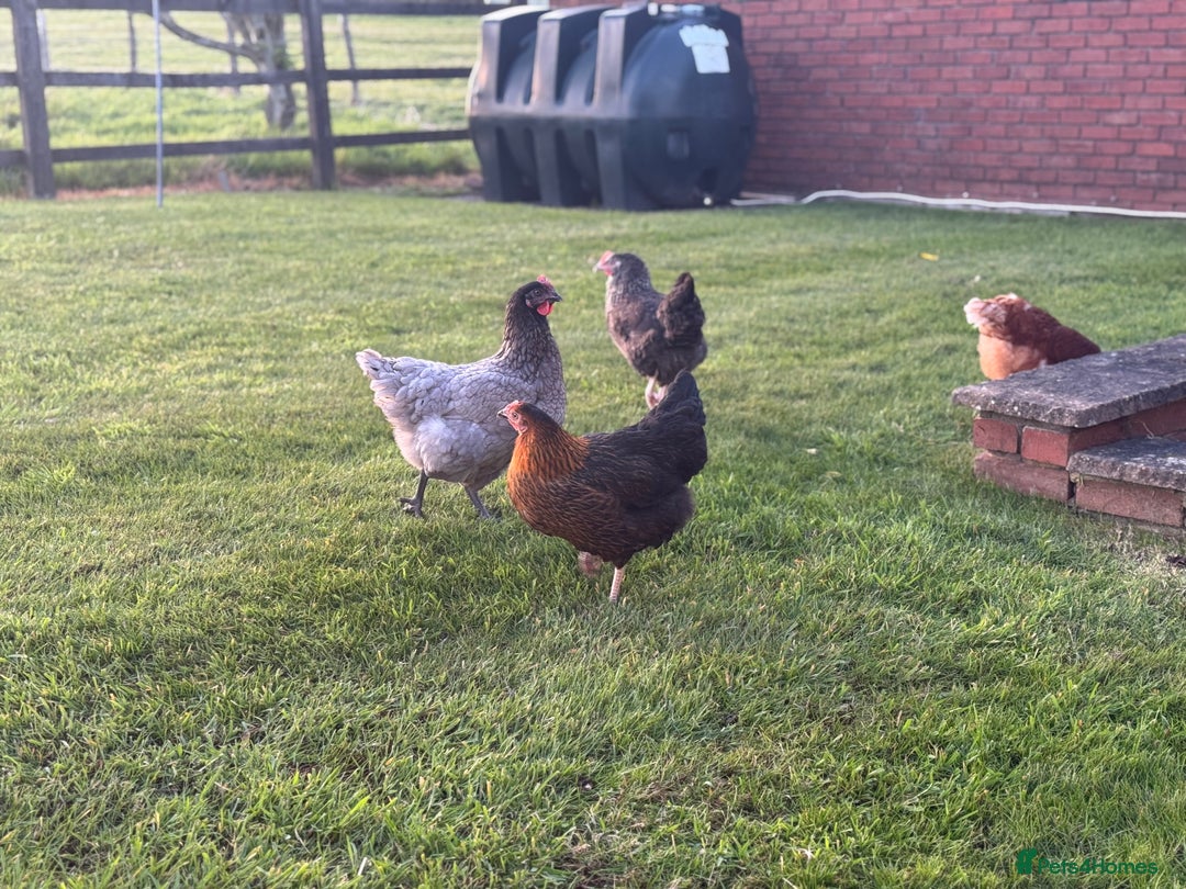 Chickens poultry for sale: 5 Laying Hens Free - Image 3