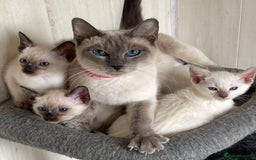 Siamese cats for sale: GCCF Registered Pure Traditional Siamese.  - Image 16