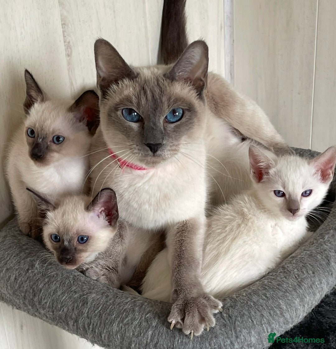 Siamese cats for sale: GCCF Registered Pure Traditional Siamese.  - Image 16