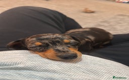 Miniature Dachshund dogs for sale: Miniature Dachshund  - Image 1
