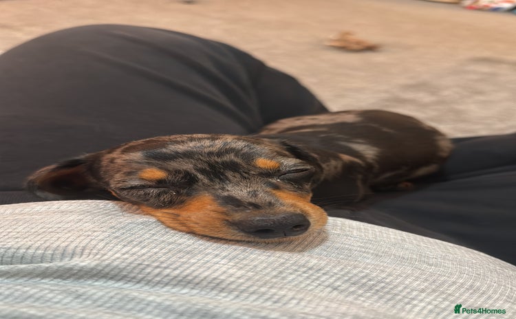 Miniature Dachshund dogs - Advert 1