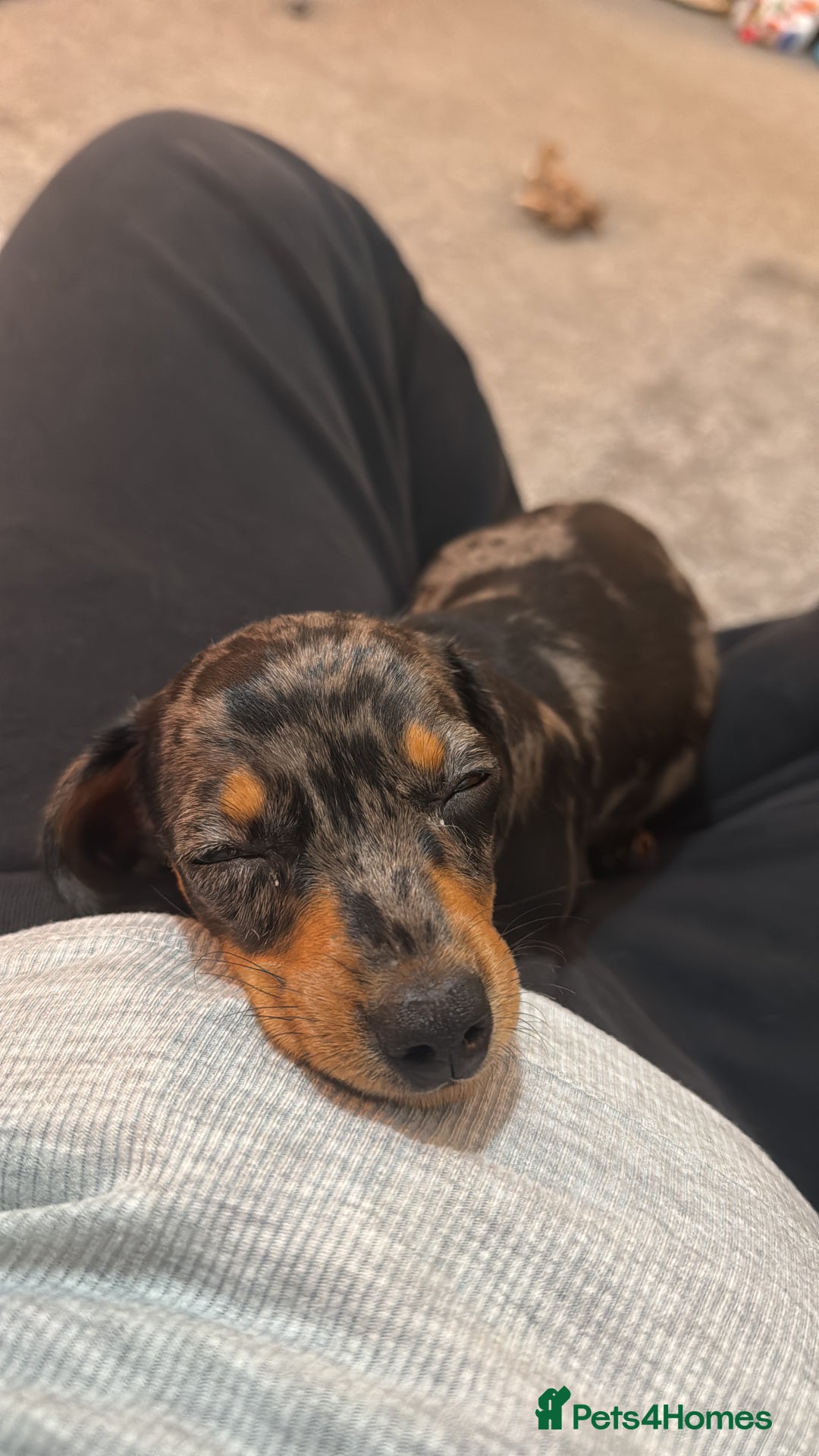 Miniature Dachshund dogs for sale: Miniature Dachshund  - Image 1