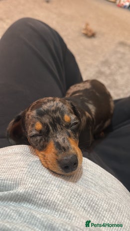 Miniature Dachshund dogs - Advert 2