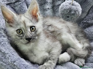 Maine Coon cats STUNNING XL MAIN COONS - Advert 3