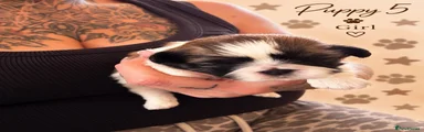 Shih Tzu 5