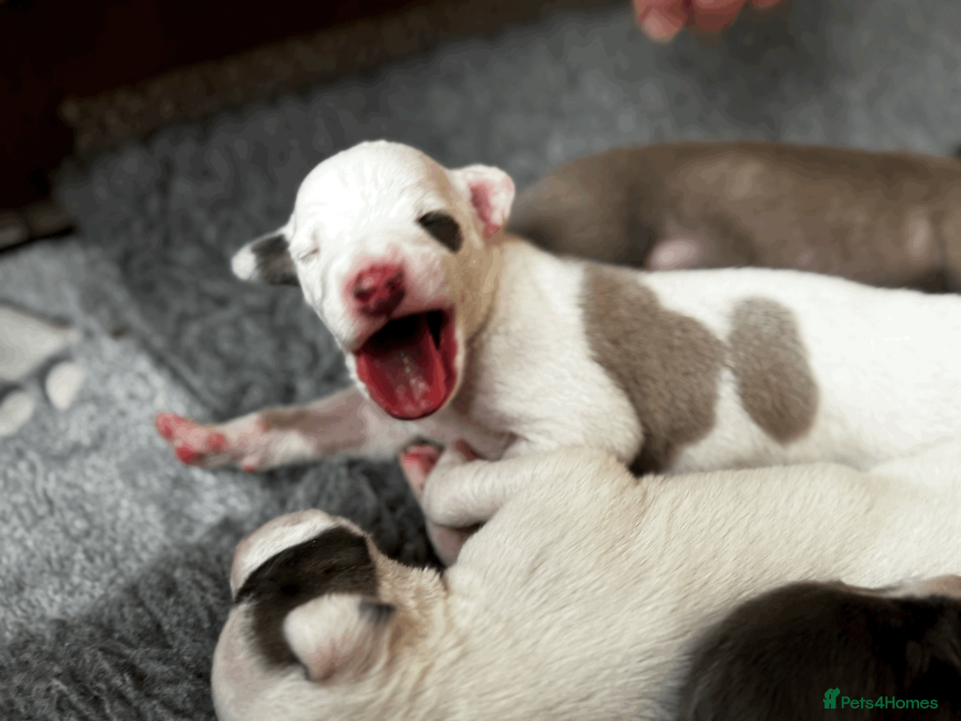 Whippet dogs for sale: KC Registered Small Whippet Puppies  - Advert 21