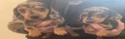 Miniature Dachshund dogs for sale: Lovely Mini Dachshunds in Treharris - Advert 3