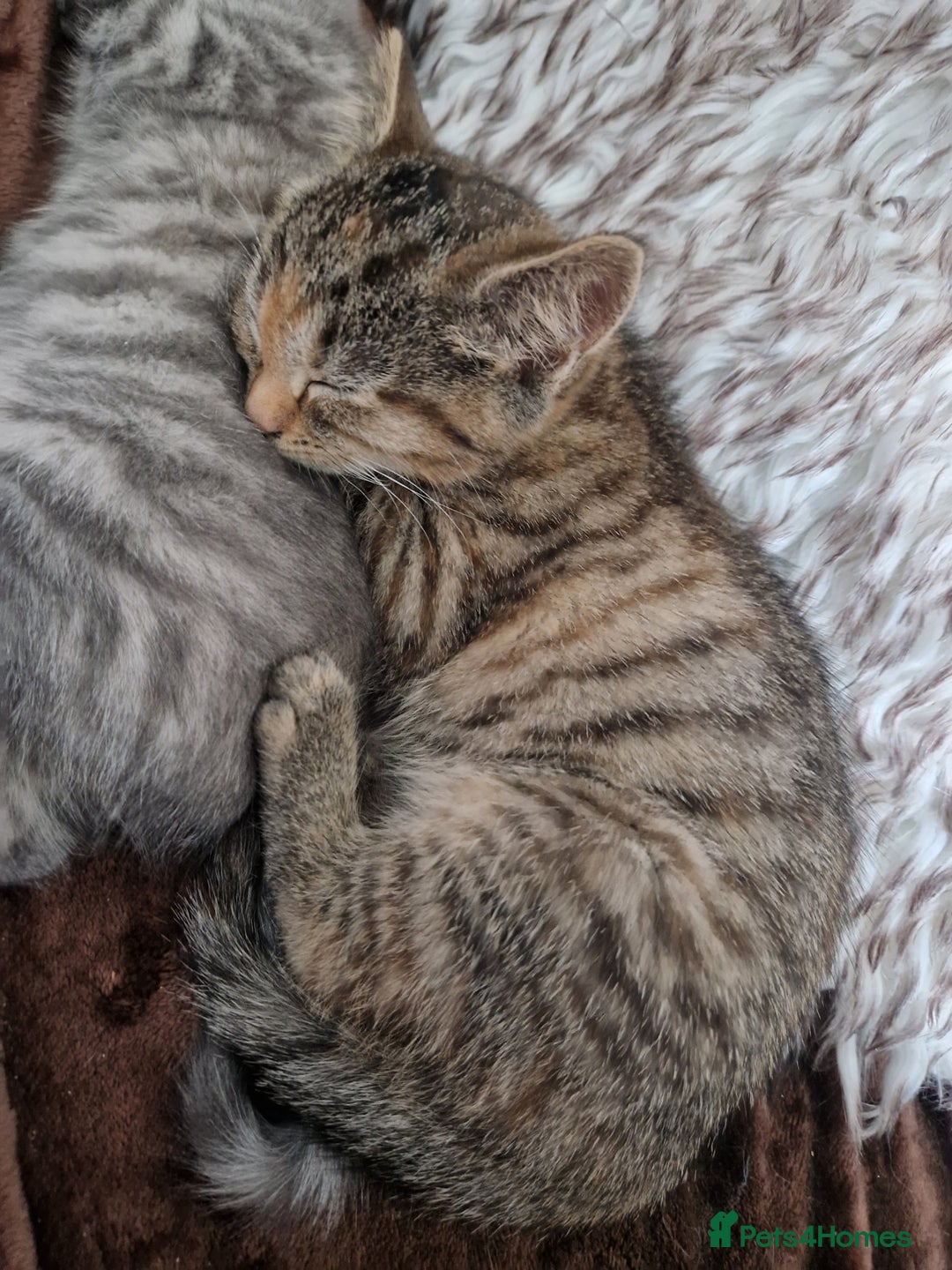 Mixed Breed cats for sale: 4 Beautiful kittens ready for loving home  ♥️ - Image 9