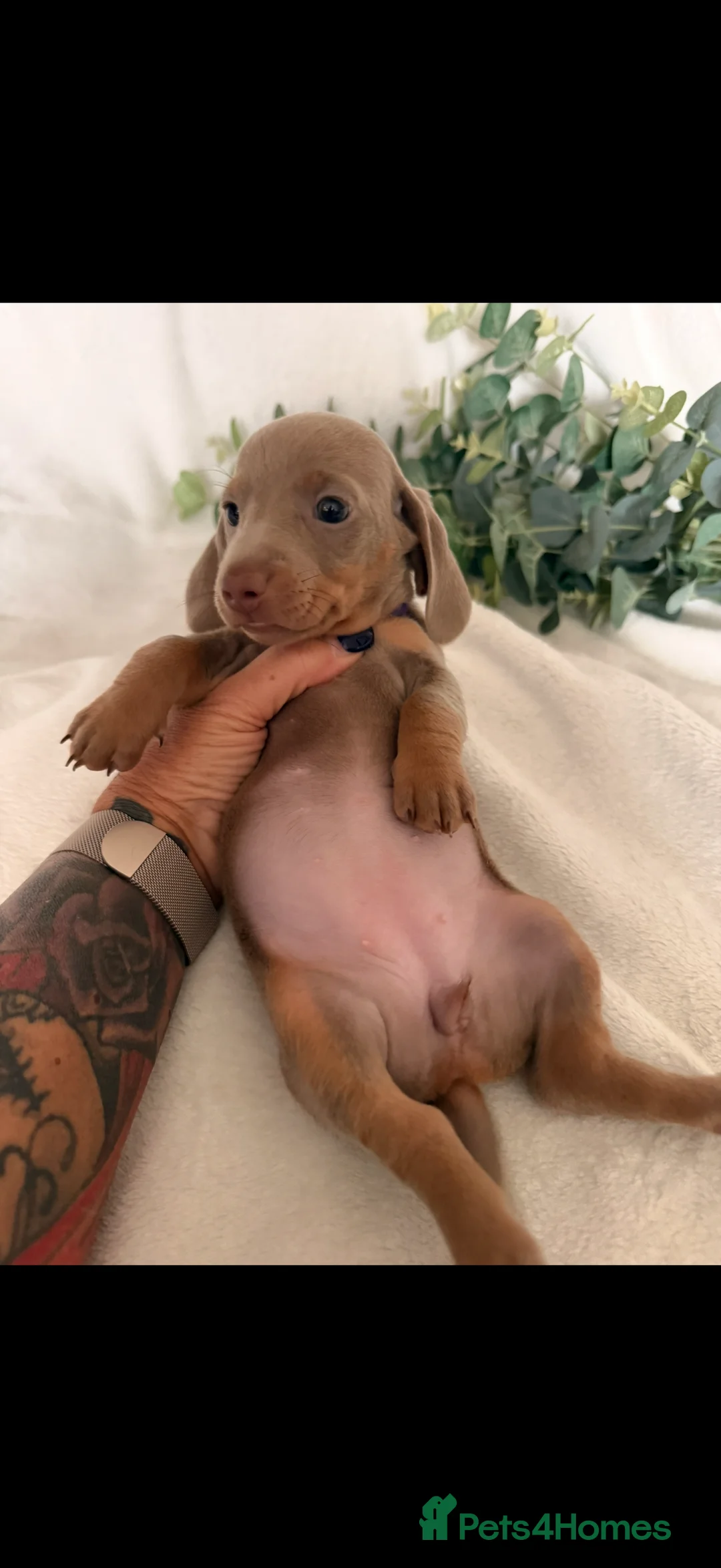 Dachshund dogs for sale: Beautiful miniature dachshunds dapple & Isabella  - Advert 8