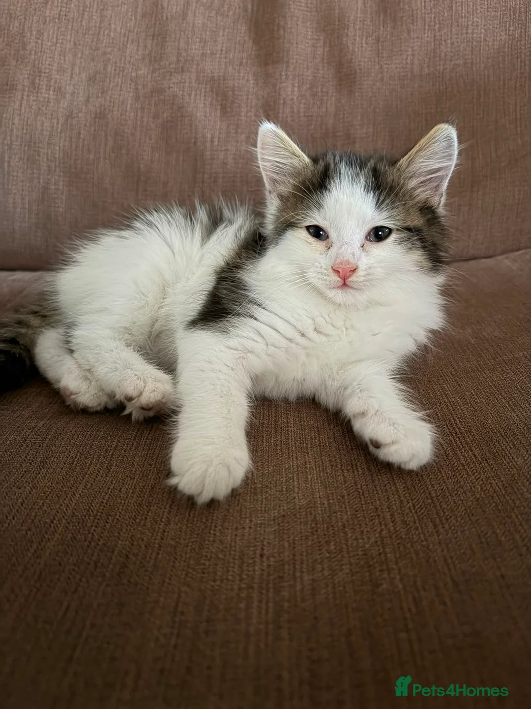 British Shorthair cats for sale: 1 male kitten and 2 females  - Advert 1