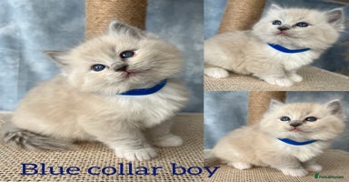 Ragdoll cats - Advert 1