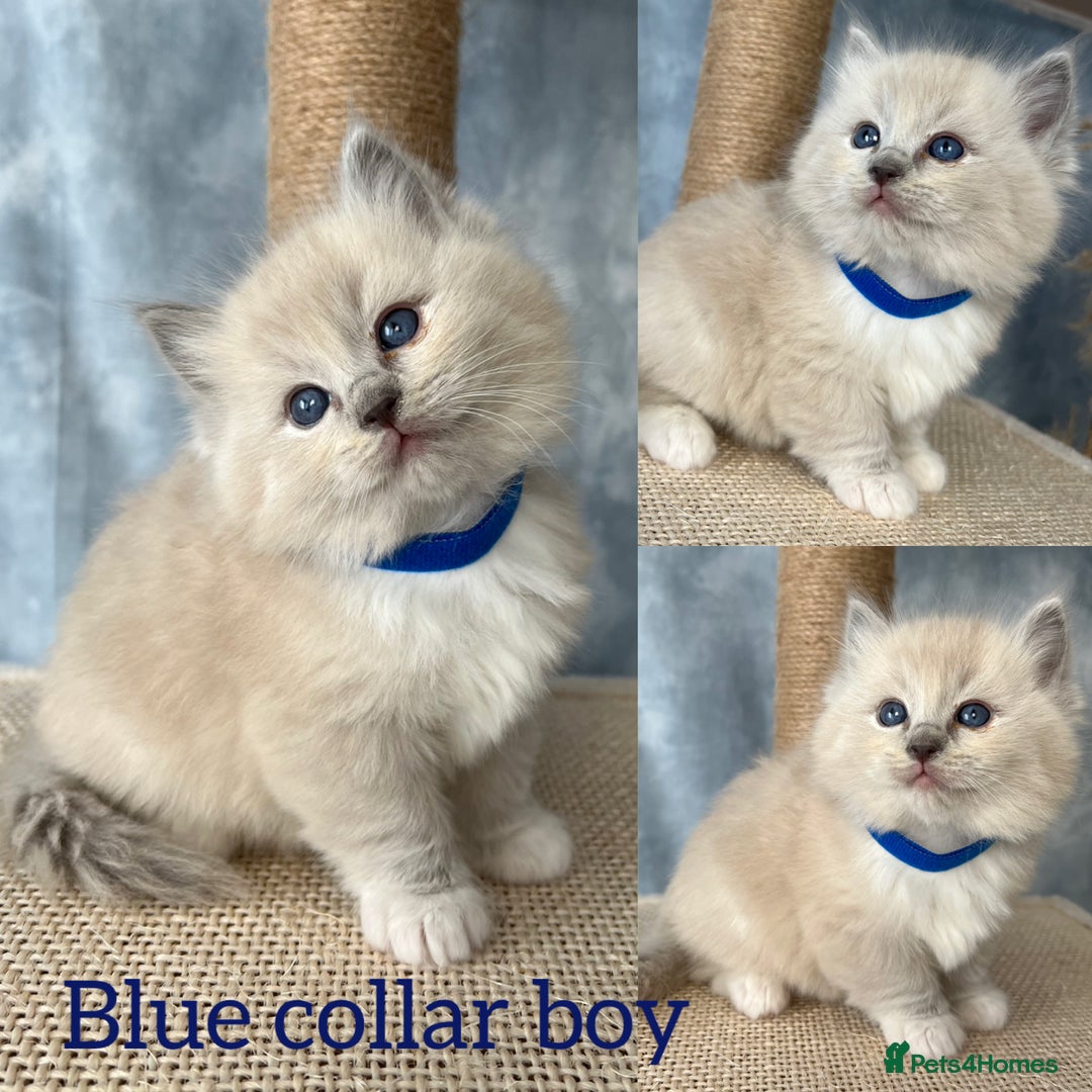 Ragdoll cats for sale: Unique patterned fluffy Ragdoll kittens - Image 2