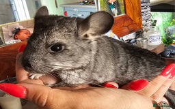 Chinchilla rodents for sale: Female Chinchilla Kit - Image 2