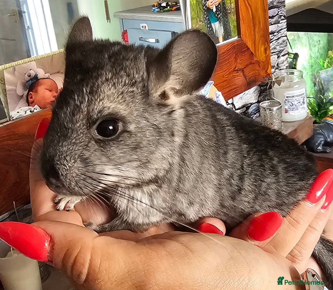 Chinchilla rodents for sale: Female Chinchilla Kit - Image 2