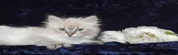 Siberian cats for sale: Siberian Kittens For Sale  - Advert 3