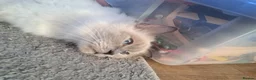 Ragdoll cats for sale: Retired Queen GCCF registered 7yrs old in Keighley - Advert 2
