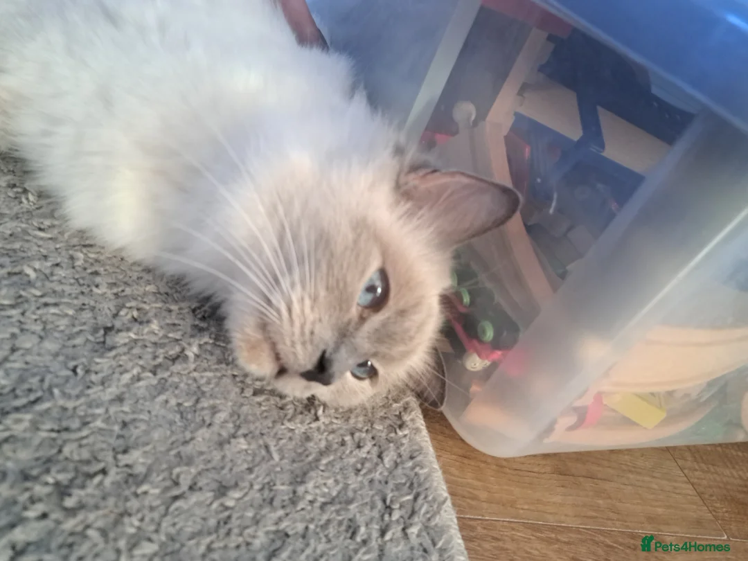 Ragdoll cats for sale: Retired Queen GCCF registered 7yrs old in Keighley - Advert 2