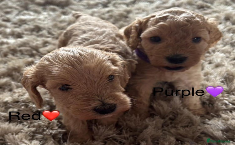 Cockapoo dogs - Advert 16
