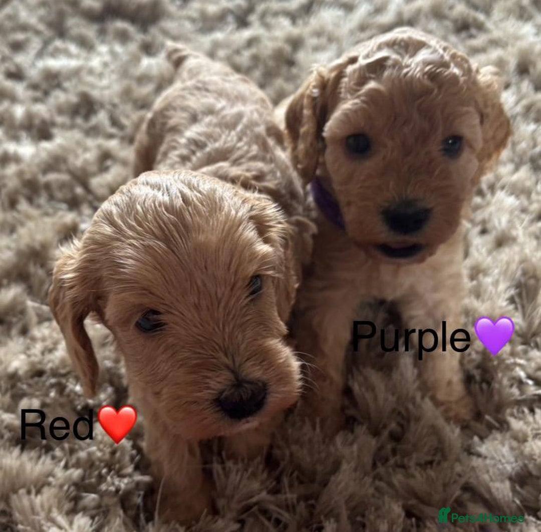 Cockapoo dogs for sale: ⭐️F1B cockapoo puppies⭐️ - Image 17