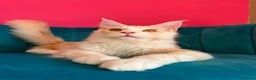 Maine Coon cats for sale: TICA Registered Red Shaded Maine Coon kitten - Advert 5