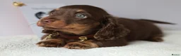Miniature Dachshund dogs for sale: 5*Licensed Holistic +Kc reg+Pra Clear+Vet Checked - Advert 26