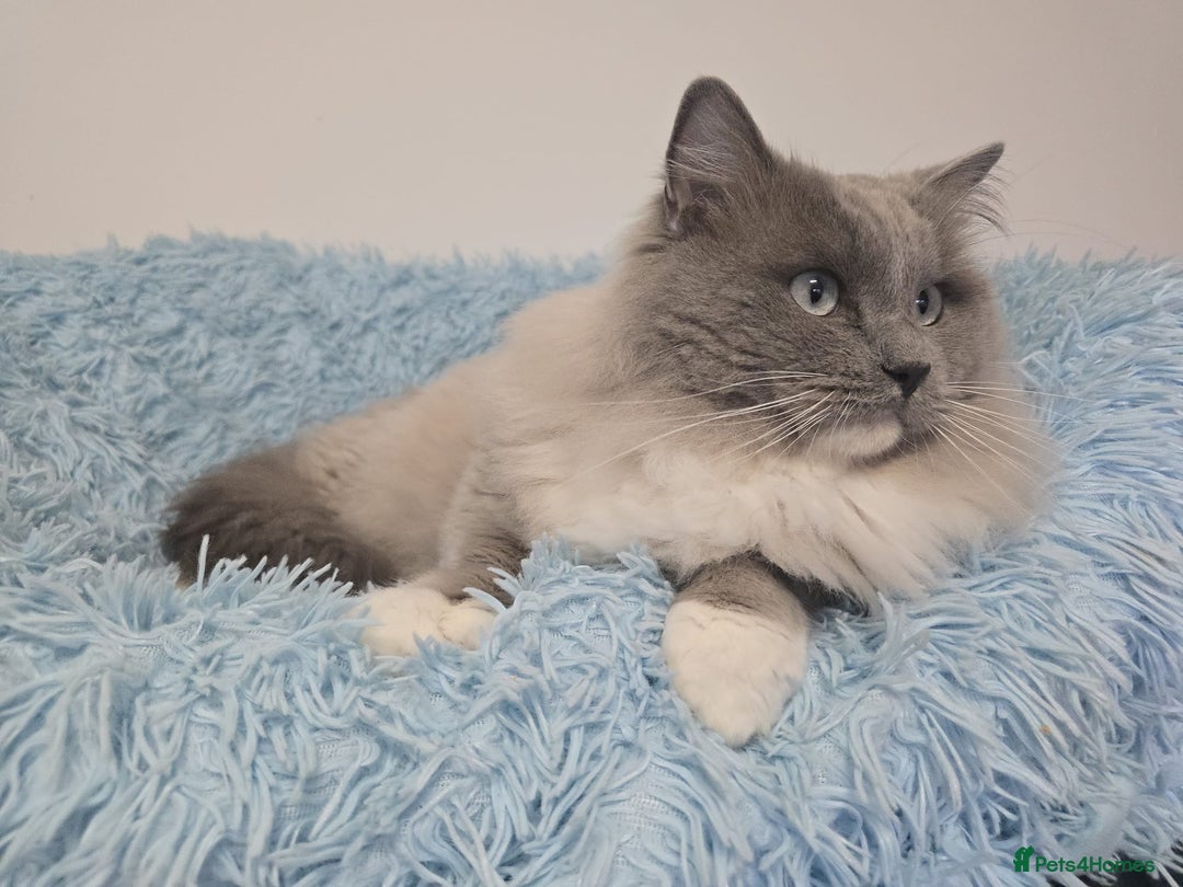 Ragdoll cats for sale: Blue mink / cherubim boy. TICA Active - Advert 5