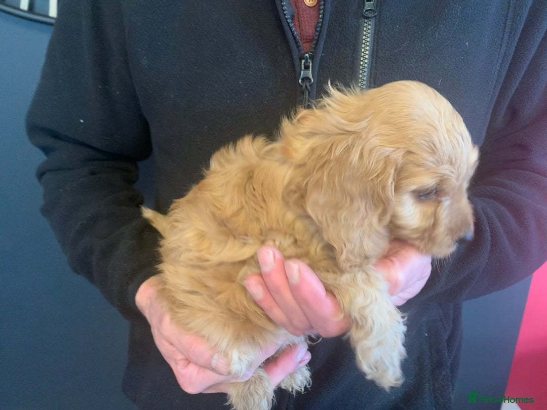 Cockapoo dogs for sale: Golden F1 cockapoo puppies  - Advert 4