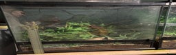 Frog reptiles for sale: White Tree Frog & Enclosure - Advert 5