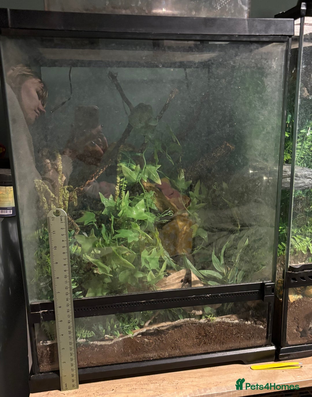 Frog reptiles for sale: White Tree Frog & Enclosure - Advert 5