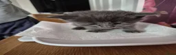 Maine Coon cats for sale: Maine coon kittens  - Advert 4