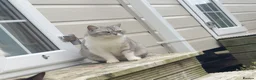 British Shorthair cats for sale: Stunning British shorthair female  - Advert 2