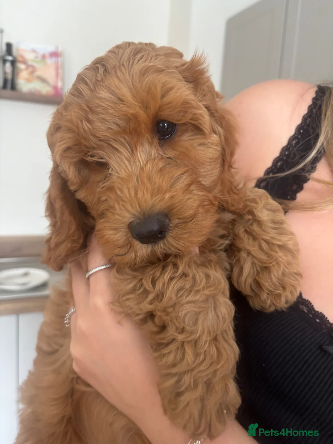 Cavapoo dogs for sale: Cavapoo GIRL Pup for sale READY NOW - Advert 2