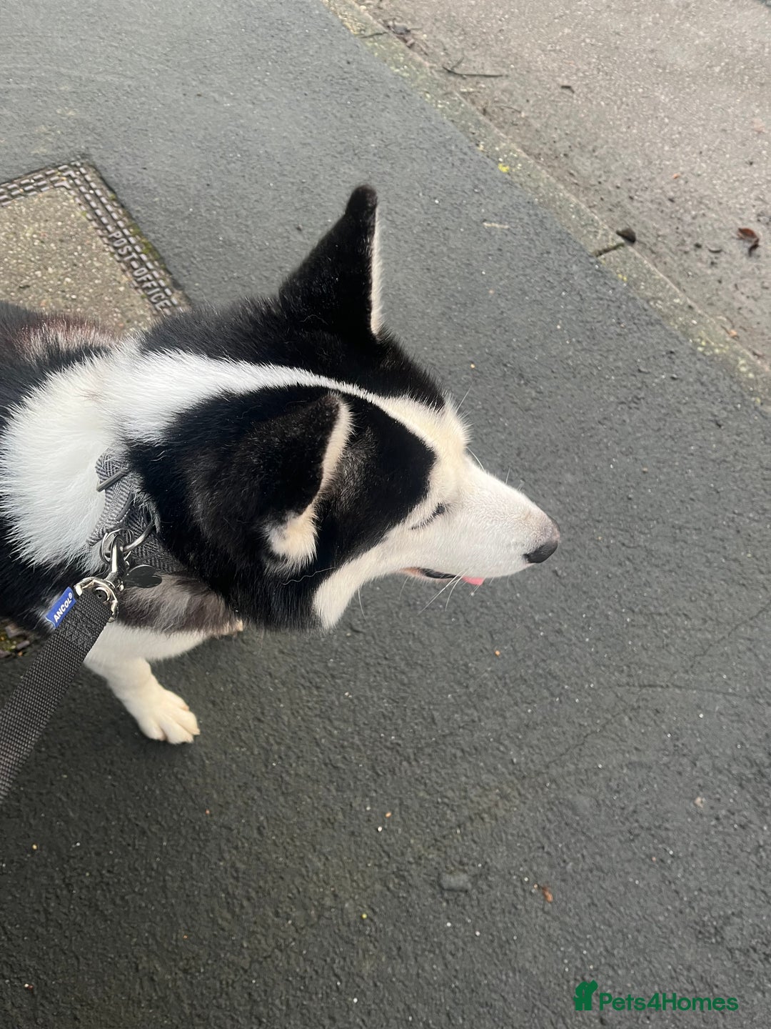 Siberian Husky dogs for sale: Siberian Husky - Male - Advert 2