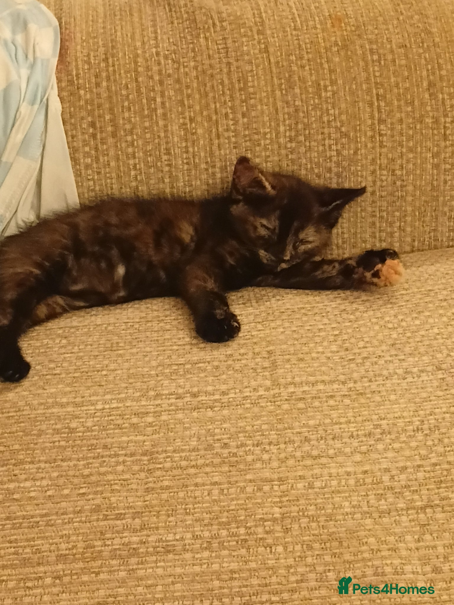 Mixed Breed cats Meet little rosie - Advert 1