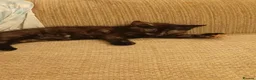 Mixed Breed cats for sale: Meet little rosie - Advert 1