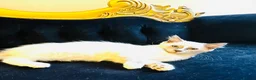 Ragdoll cats for sale: GCCF RAGDOLL KITTEN READY NOW - Advert 6