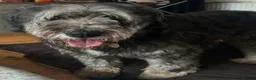 Mixed Breed dogs for adoption: Via - Retirement Home Needed in Colchester - Advert 4