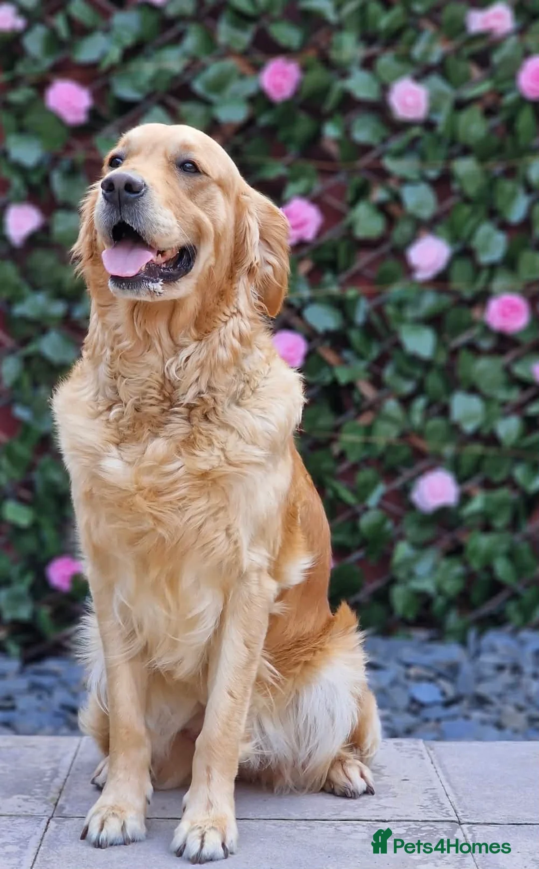 Golden Retriever dogs for sale: Golden Retriever puppies - Advert 2