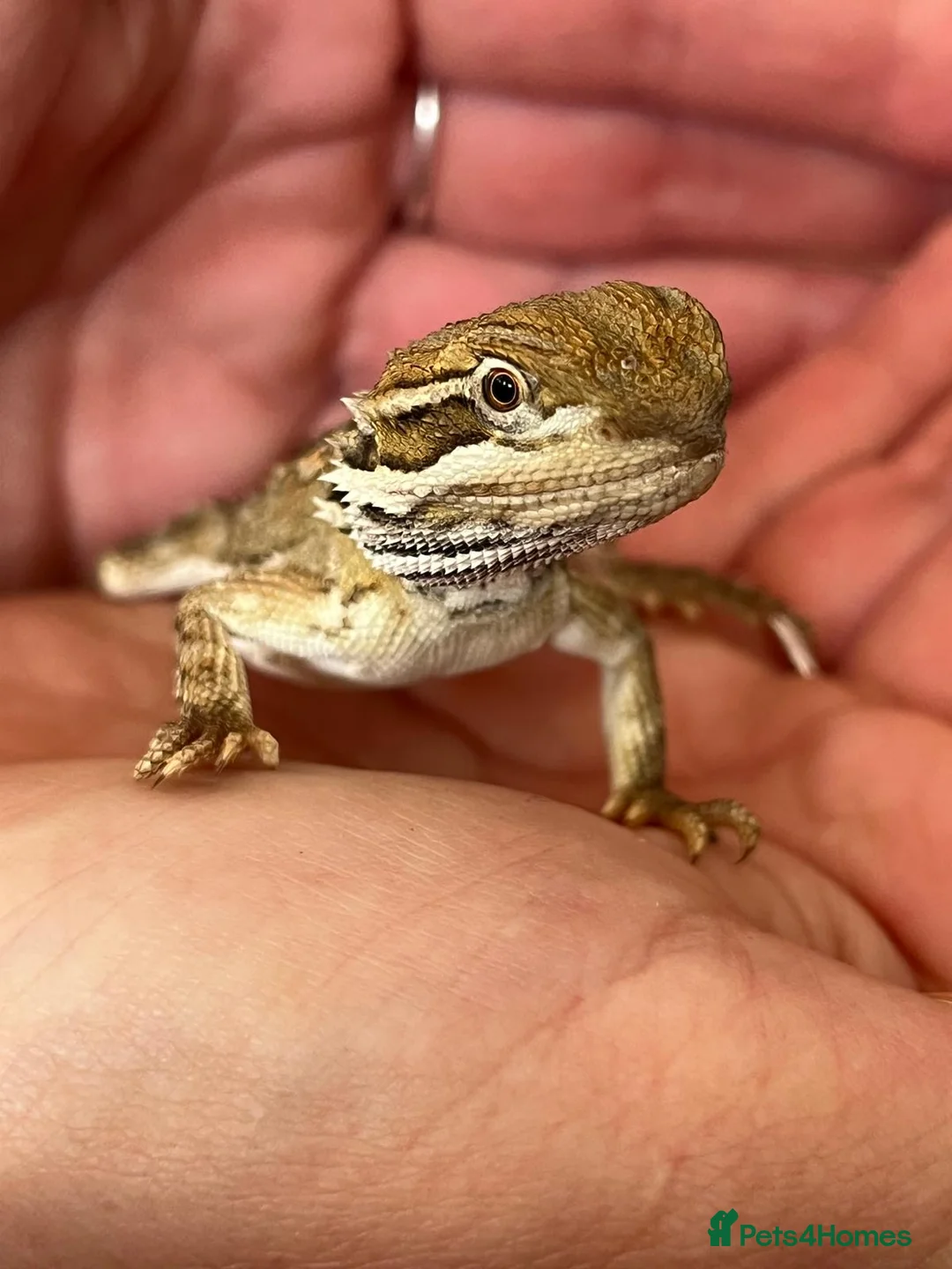 Dragon reptiles for sale: Rankin Dragon in Sutton - Advert 1