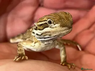 Dragon reptiles Rankin Dragon - Advert 1