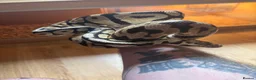 Boa Snake reptiles for sale: Male ball python  - Advert 2