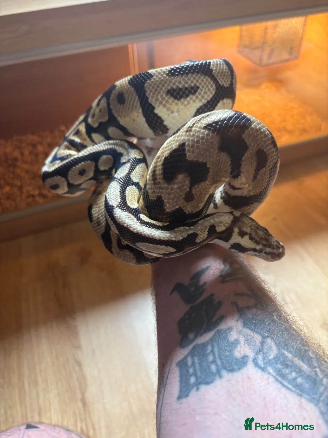 Boa Snake reptiles for sale: Male ball python  - Advert 2