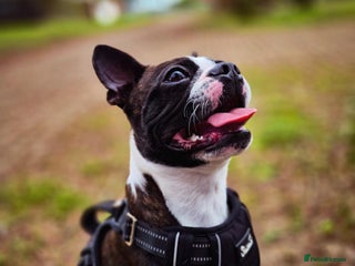 Boston Terrier dogs - Advert 2