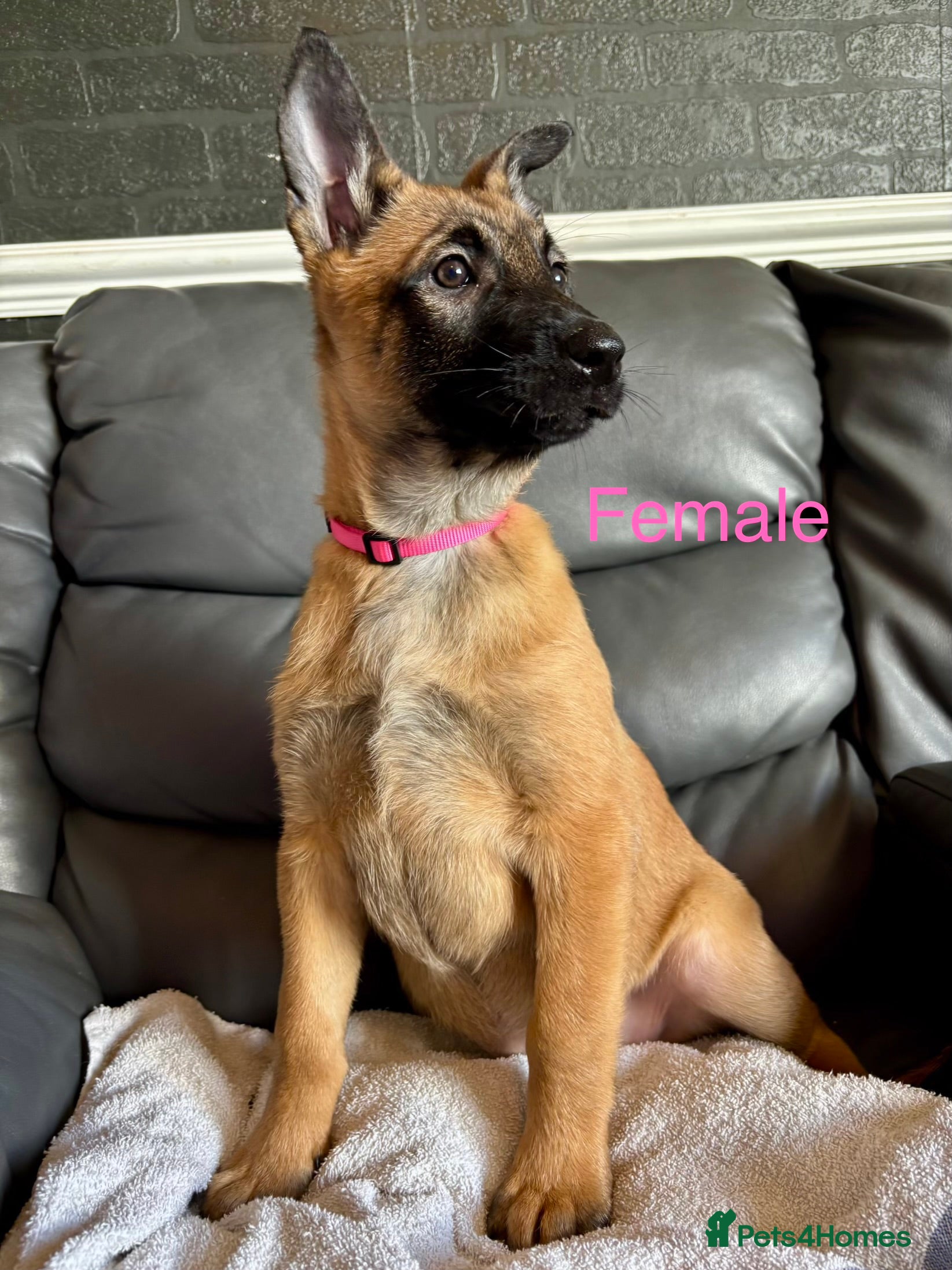 Belgian Shepherd Dog dogs 9 week old pure Belgian Malinois puppies for sale  - Advert 1