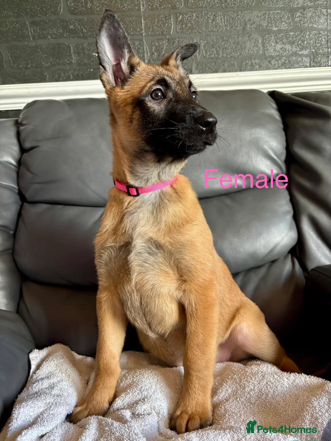 Belgian Shepherd Dog dogs for sale: 9 week old pure Belgian Malinois puppies for sale  - Advert 11
