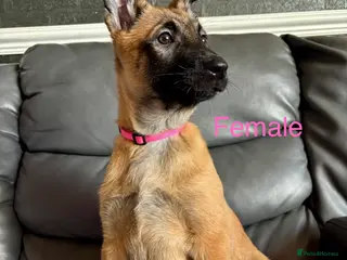 Belgian Shepherd Dog dogs 9 week old pure Belgian Malinois puppies for sale - Advert 1