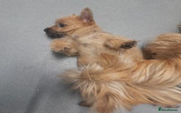 Cairn Terrier dogs for sale: KC registered Cairn terriers - Image 19
