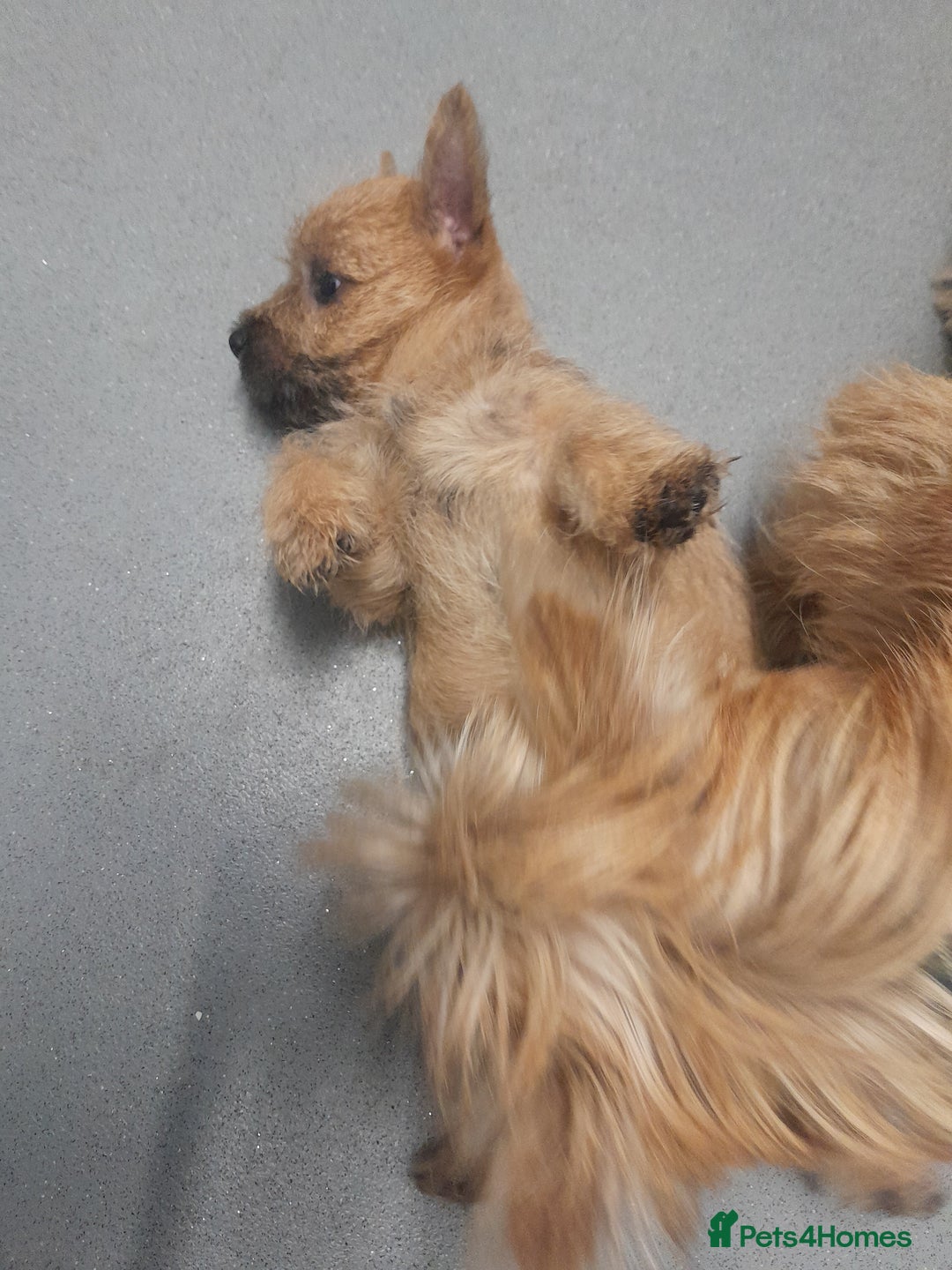 Cairn Terrier dogs for sale: KC registered Cairn terriers - Image 19