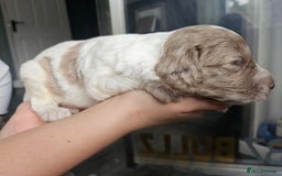 Cockapoo dogs for sale: Cockapoo puppies - Image 15