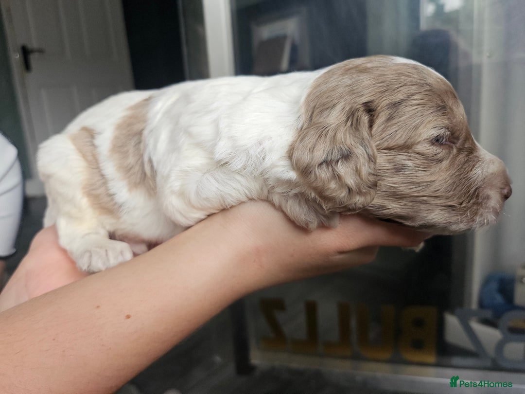 Cockapoo dogs for sale: Cockapoo puppies - Image 15